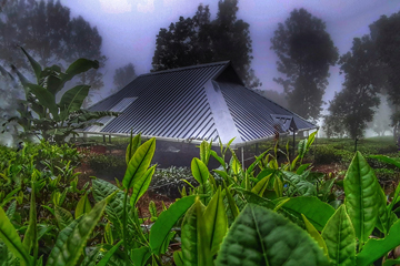 Green Dreams coorg