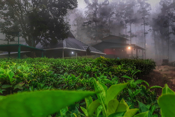 Green Dreams coorg