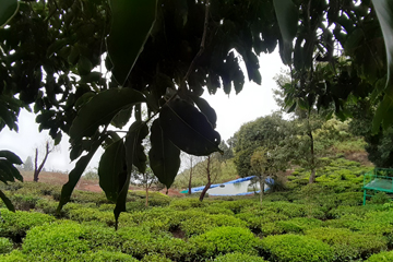 Green Dreams coorg