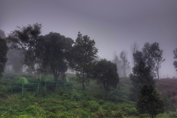 Green Dreams coorg